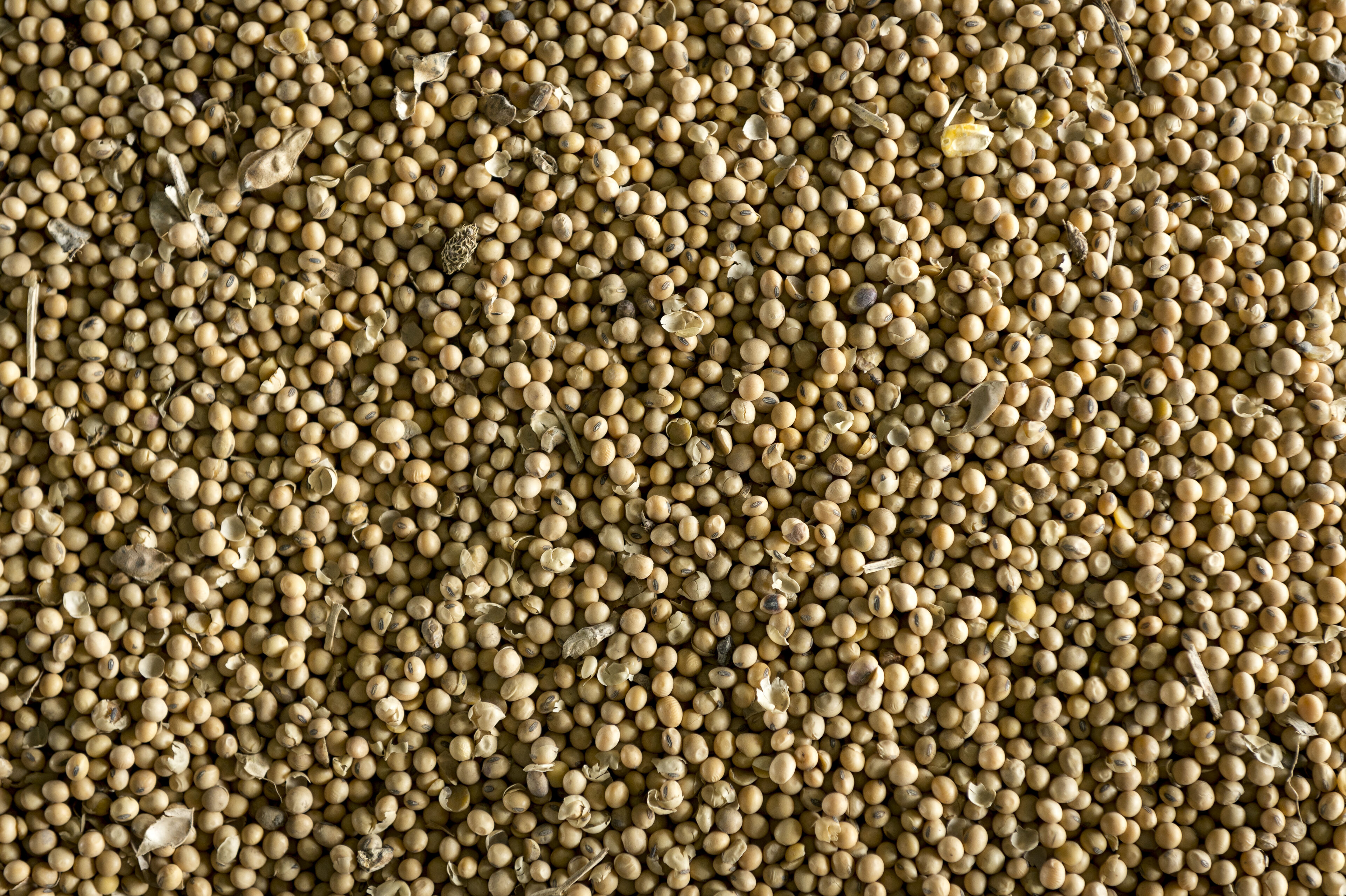 Soybean - Connecting Supply And Demand Responsibly - Sustainability ...